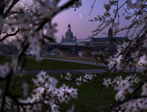 Blütensonnenaufgang Dresden